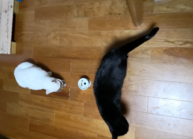 f:id:hiraryo0201:20181216154855j:image