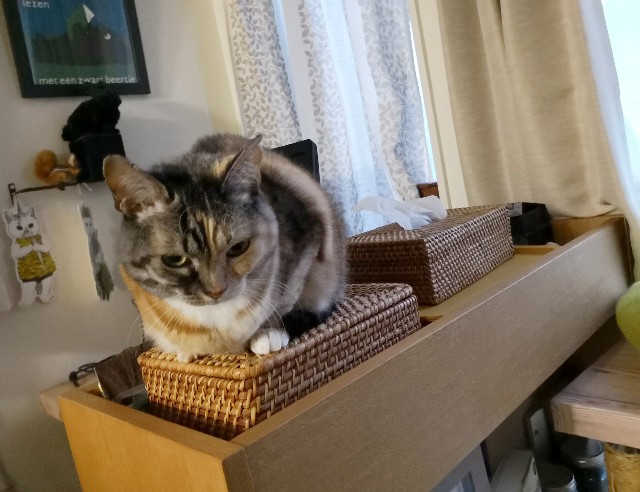 f:id:hiraryo0201:20181216155208j:image f:id:hiraryo0201:20181216155208j:image