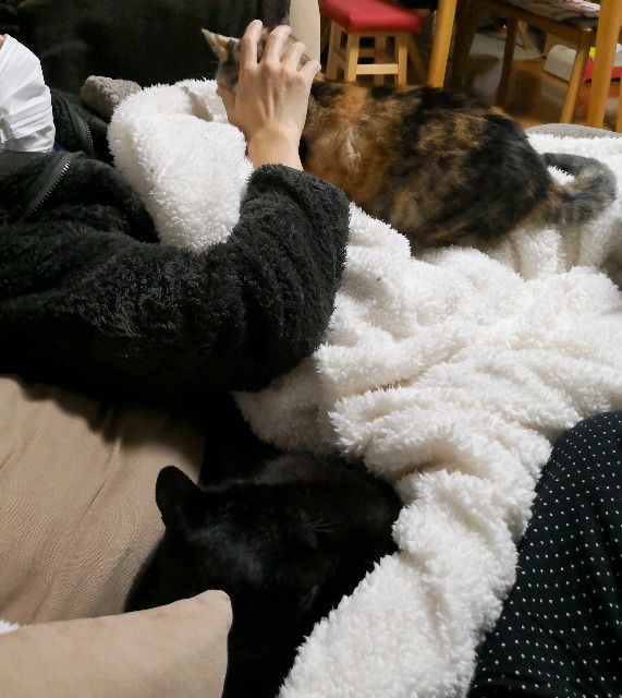 f:id:hiraryo0201:20181216204507j:image