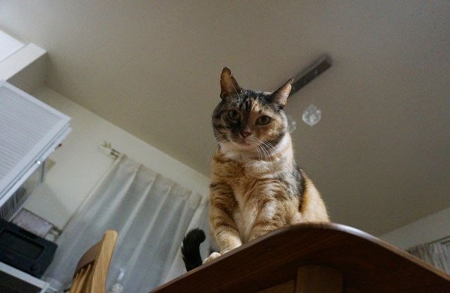 f:id:hiraryo0201:20181223111451j:plain f:id:hiraryo0201:20181223111451j:plain