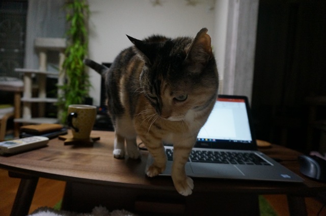 f:id:hiraryo0201:20181223111524j:plain f:id:hiraryo0201:20181223111524j:plain