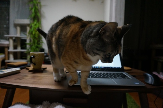 f:id:hiraryo0201:20181223111619j:plain f:id:hiraryo0201:20181223111619j:plain