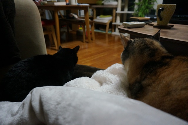 f:id:hiraryo0201:20181223111643j:plain f:id:hiraryo0201:20181223111643j:plain