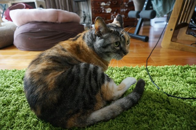 f:id:hiraryo0201:20181223111657j:plain f:id:hiraryo0201:20181223111657j:plain