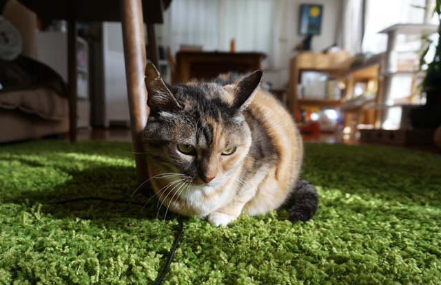 f:id:hiraryo0201:20181223111702j:plain f:id:hiraryo0201:20181223111702j:plain