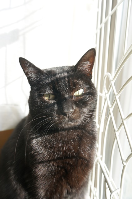 f:id:hiraryo0201:20181223112633j:plain