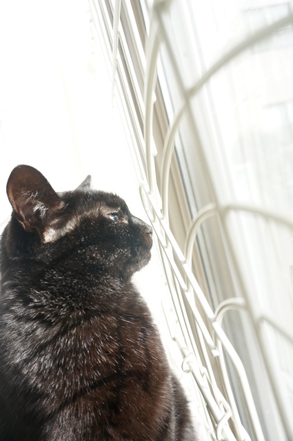 f:id:hiraryo0201:20181223112639j:plain