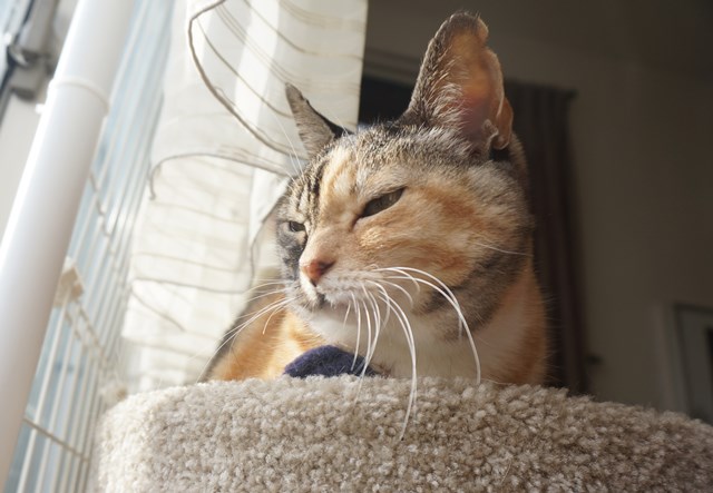 f:id:hiraryo0201:20181223112704j:plain