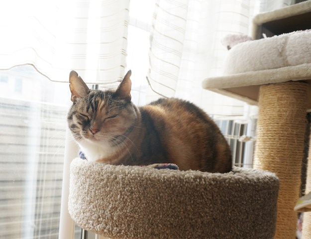 f:id:hiraryo0201:20181223112736j:plain