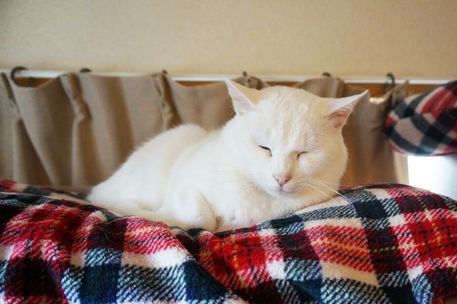 f:id:hiraryo0201:20181223112918j:plain