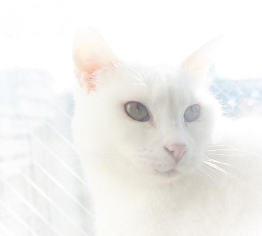 f:id:hiraryo0201:20181223113009j:plain