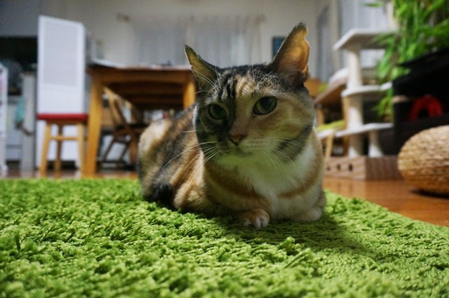 f:id:hiraryo0201:20181223113111j:plain