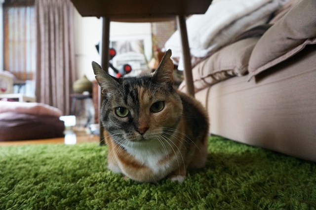 f:id:hiraryo0201:20181223113125j:plain