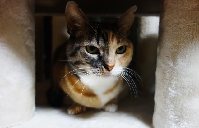 f:id:hiraryo0201:20181223113134j:plain