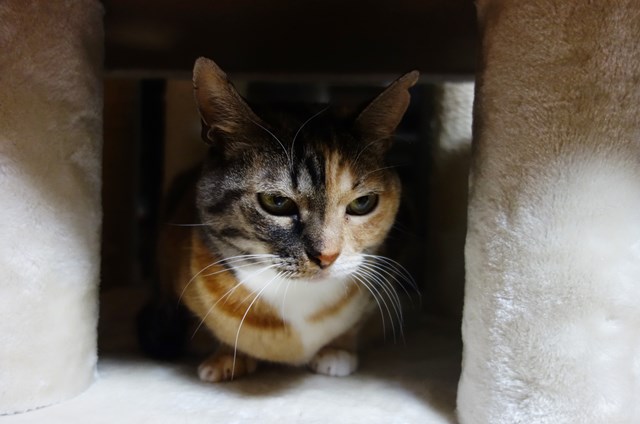 f:id:hiraryo0201:20181223113145j:plain