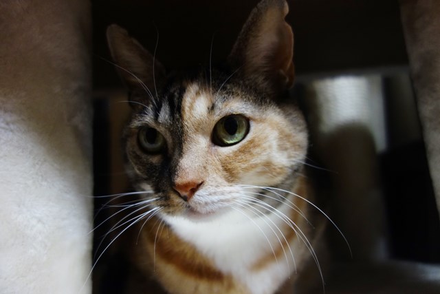 f:id:hiraryo0201:20181223113153j:plain