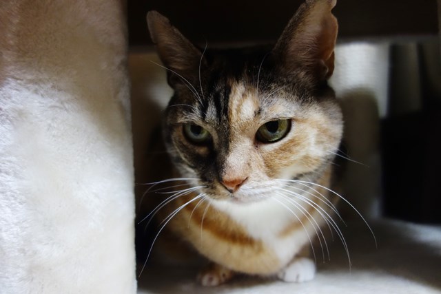 f:id:hiraryo0201:20181223113209j:plain