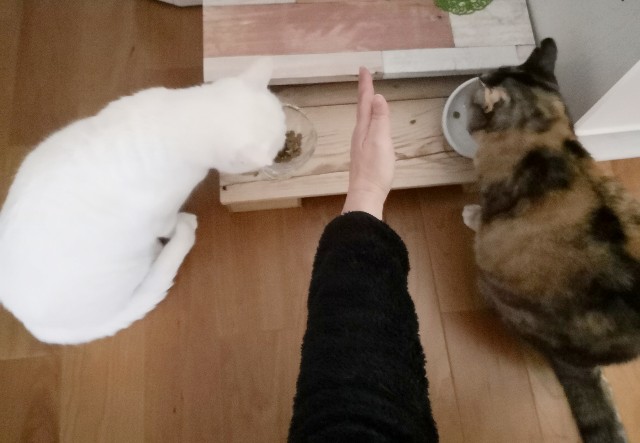 f:id:hiraryo0201:20181223134701j:image
