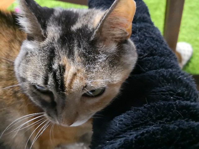 f:id:hiraryo0201:20181228003731j:image f:id:hiraryo0201:20181228003731j:image