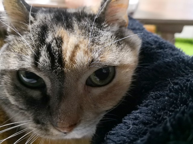 f:id:hiraryo0201:20181228003745j:image f:id:hiraryo0201:20181228003745j:image