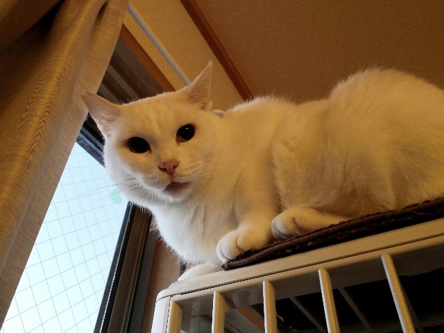 f:id:hiraryo0201:20181228003816j:image f:id:hiraryo0201:20181228003816j:image