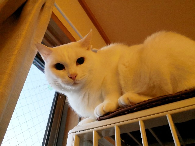 f:id:hiraryo0201:20181228003848j:image f:id:hiraryo0201:20181228003848j:image