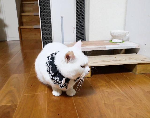 f:id:hiraryo0201:20181228004052j:image