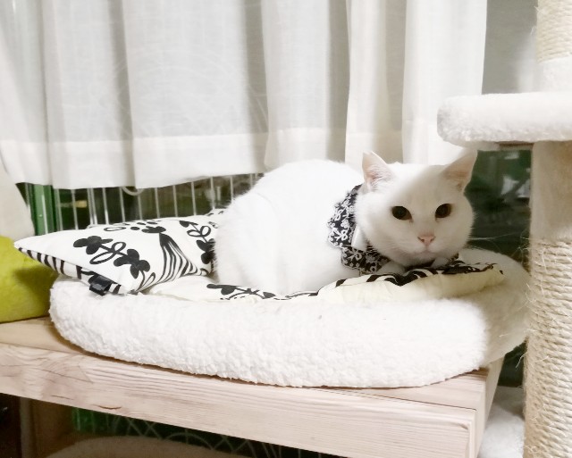f:id:hiraryo0201:20181228004326j:image