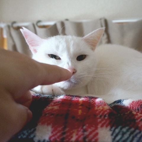 f:id:hiraryo0201:20181229120604j:plain f:id:hiraryo0201:20181229120604j:plain