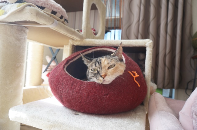 f:id:hiraryo0201:20181229121205j:plain