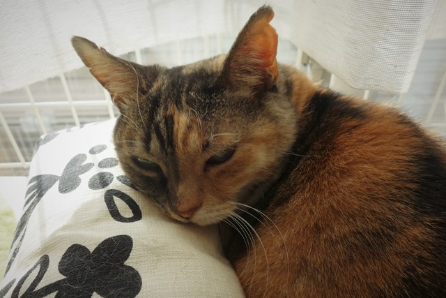 f:id:hiraryo0201:20181229121517j:plain f:id:hiraryo0201:20181229121517j:plain