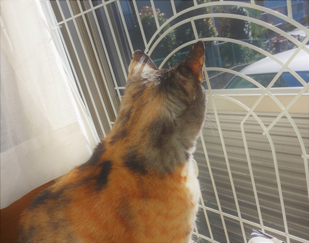 f:id:hiraryo0201:20181229121534j:plain f:id:hiraryo0201:20181229121534j:plain