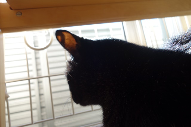 f:id:hiraryo0201:20181229121600j:plain f:id:hiraryo0201:20181229121600j:plain