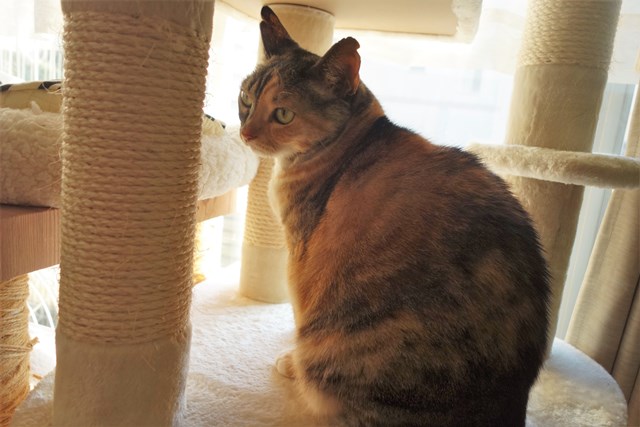 f:id:hiraryo0201:20181229122001j:plain f:id:hiraryo0201:20181229122001j:plain