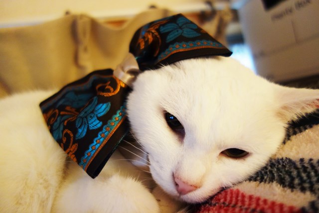 f:id:hiraryo0201:20181229122111j:plain f:id:hiraryo0201:20181229122111j:plain