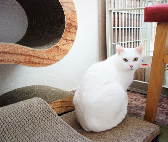 f:id:hiraryo0201:20181229122151j:plain f:id:hiraryo0201:20181229122151j:plain