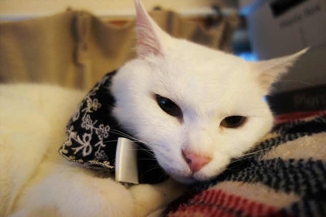 f:id:hiraryo0201:20181229122232j:plain