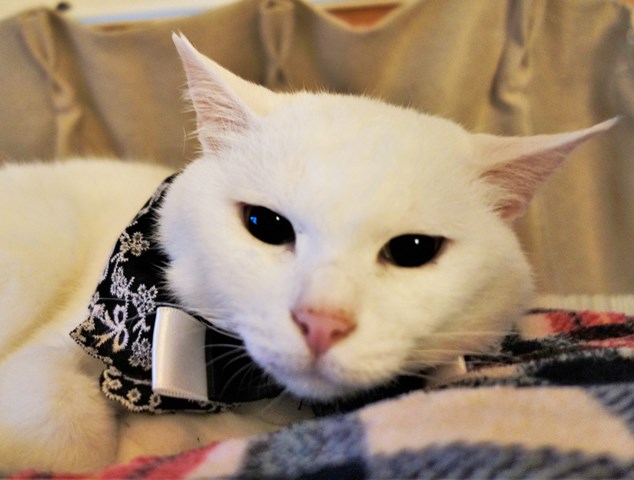 f:id:hiraryo0201:20181229122244j:plain