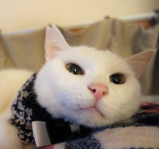 f:id:hiraryo0201:20181229122259j:plain