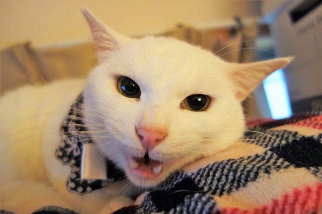 f:id:hiraryo0201:20181229122314j:plain