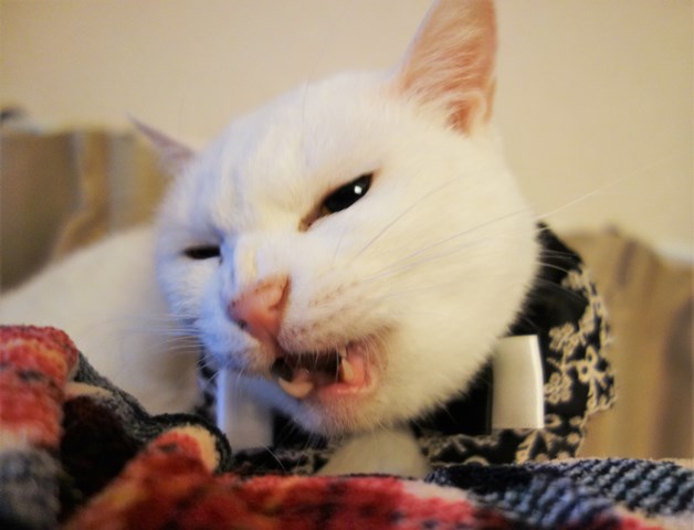 f:id:hiraryo0201:20181229122341j:plain