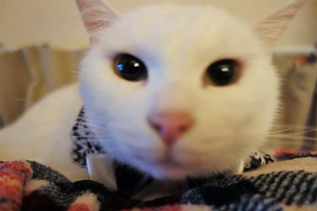 f:id:hiraryo0201:20181229122350j:plain