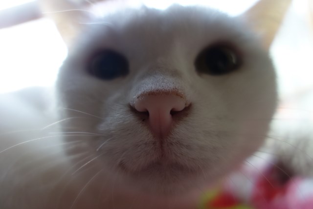 f:id:hiraryo0201:20181229122516j:plain f:id:hiraryo0201:20181229122516j:plain