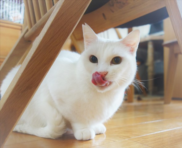 f:id:hiraryo0201:20181229122948j:plain