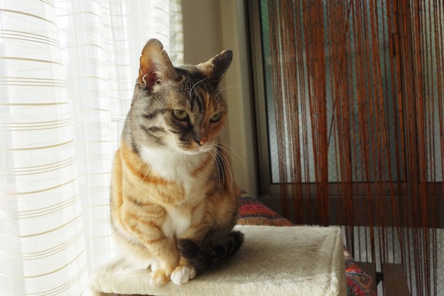 f:id:hiraryo0201:20181229123151j:plain