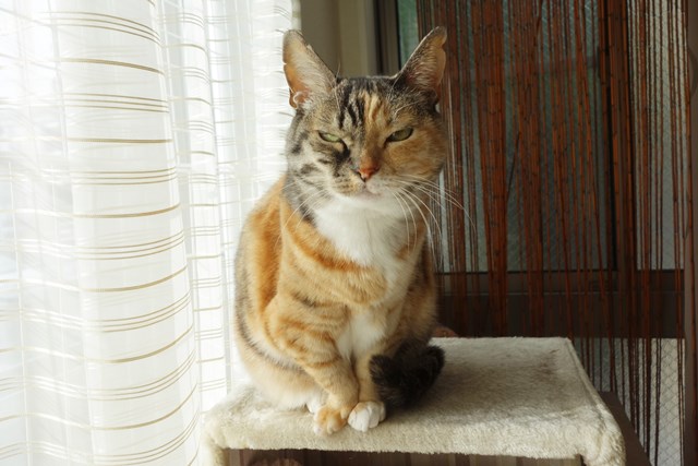 f:id:hiraryo0201:20181229123209j:plain