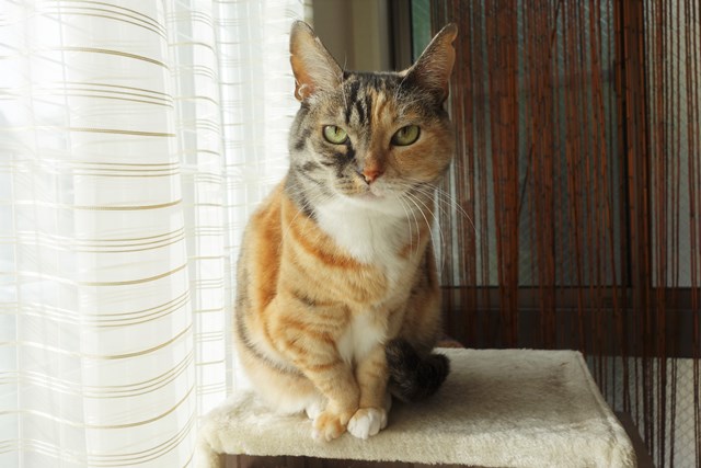 f:id:hiraryo0201:20181229123218j:plain