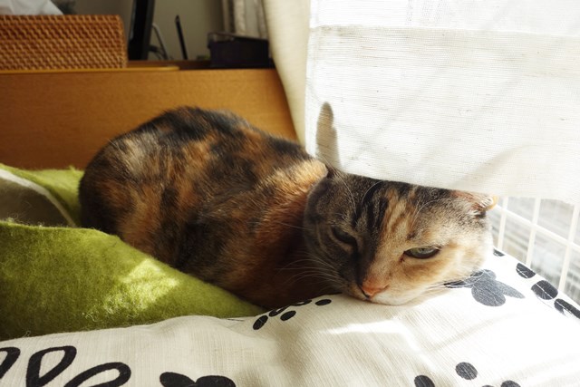 f:id:hiraryo0201:20181229123310j:plain