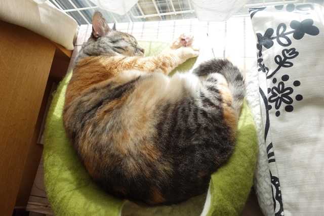 f:id:hiraryo0201:20181229123325j:plain