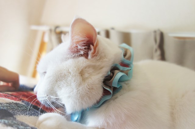 f:id:hiraryo0201:20181229123641j:plain f:id:hiraryo0201:20181229123641j:plain